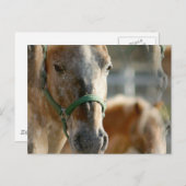 Gewoon Appaloosas Briefkaart (Voorkant / Achterkant)