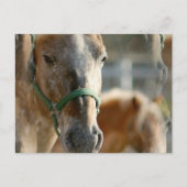 Gewoon Appaloosas Briefkaart (Voorkant)