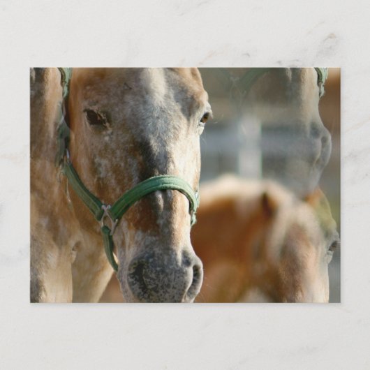 Gewoon Appaloosas Briefkaart (Voorkant)