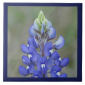 Gewoon Bluebonnet Flower Tegeltje (Voorkant)