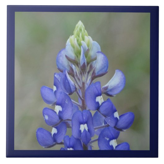 Gewoon Bluebonnet Flower Tegeltje (Voorkant)