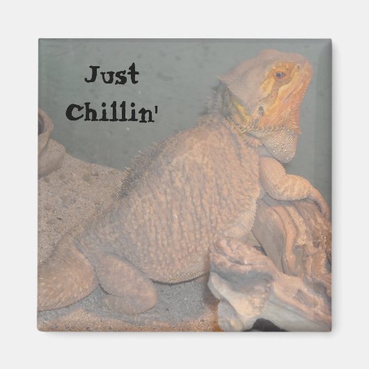 Gewoon chillen - Baardagaam Magneet (Voorkant)