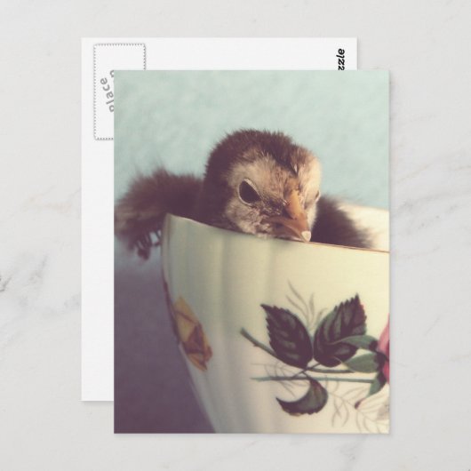 Gewoon Chillin. Briefkaart (Voorkant / Achterkant)