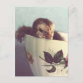 Gewoon Chillin. Briefkaart (Voorkant)