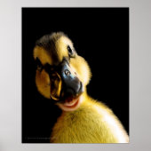 Gewoon Ducky Poster (Voorkant)