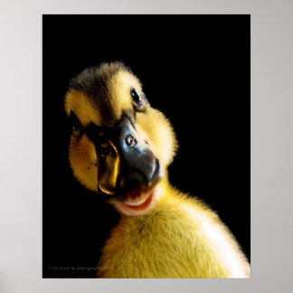 Gewoon Ducky Poster