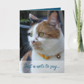 Gewoon een briefje om te zeggen 3 kattenfoto's bla kaart (Voorkant)