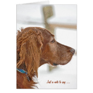 Gewoon een briefje voor Irish Setter
