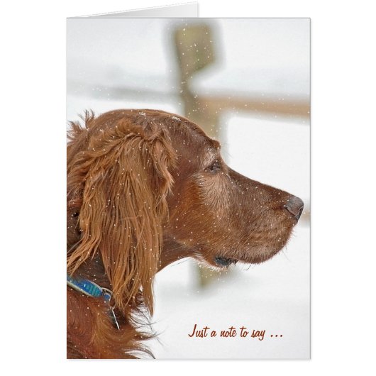 Gewoon een briefje voor Irish Setter (Voorkant)