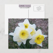 Gewoon een kleine Daffodil... Briefkaart (Voorkant / Achterkant)