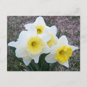 Gewoon een kleine Daffodil... Briefkaart