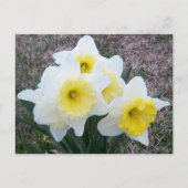 Gewoon een kleine Daffodil... Briefkaart (Voorkant)