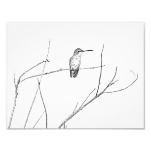 Gewoon een kolibrie op een stok foto afdruk