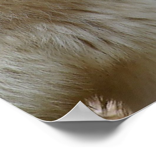 Gewoon een paar Wolven Poster (Hoek)