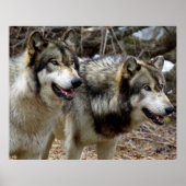 Gewoon een paar Wolven Poster (Voorkant)