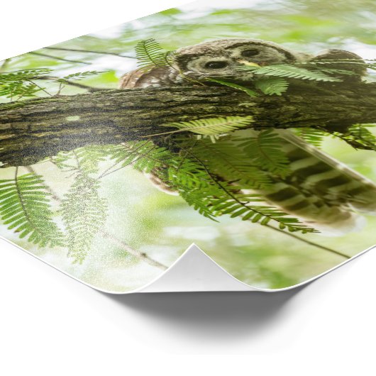 Gewoon een Peek Foto Afdruk (Hoek)