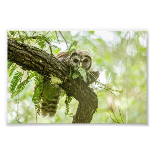 Gewoon een Peek Foto Afdruk (Voorkant)