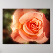 Gewoon een roos poster (Voorkant)