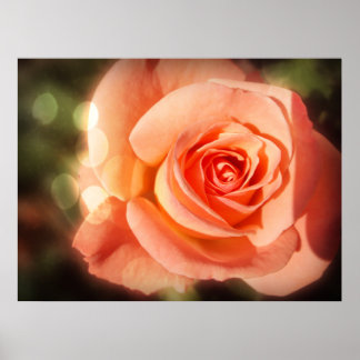 Gewoon een roos poster
