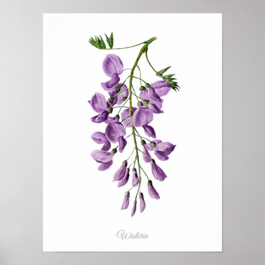 Gewoon Elegant  botanisch drukmiddel Poster (Voorkant)