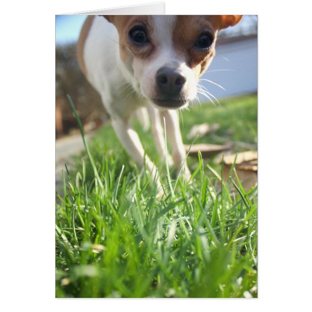 Gewoon even kijken om hallo te zeggen! (Voorkant)