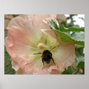 Gewoon geland! Bee op een roze Hollyhock Print