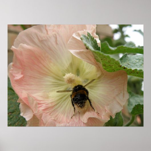 Gewoon geland! Bee op een roze Hollyhock Print (Voorkant)