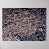 Gewoon gewicht poster (Voorkant)