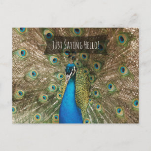 Gewoon Gezegde Hallo Bold Peacock Foto Friendly No Briefkaart