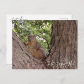Gewoon Gezegde Hi, Cute Squirrel in Tree Briefkaart (Voorkant / Achterkant)