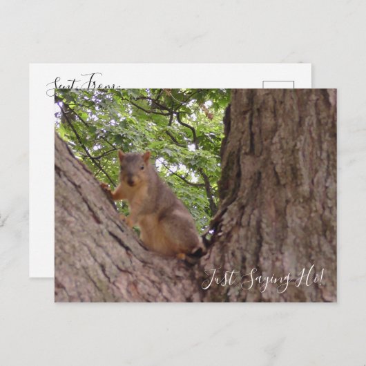 Gewoon Gezegde Hi, Cute Squirrel in Tree Briefkaart (Voorkant / Achterkant)