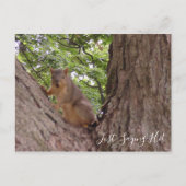 Gewoon Gezegde Hi, Cute Squirrel in Tree Briefkaart (Voorkant)