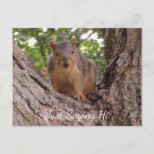 Gewoon Gezegde Hi, Cute Squirrel in Tree Briefkaart (Voorkant)