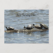 Gewoon Gezegde hoi, Schattigee schildpadden zonneb Briefkaart (Voorkant)