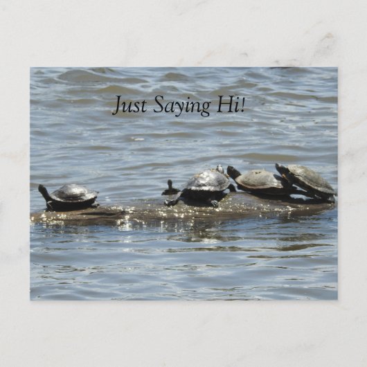 Gewoon Gezegde hoi, Schattigee schildpadden zonneb Briefkaart (Voorkant)