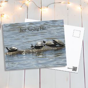 Gewoon Gezegde hoi, Schattigee schildpadden zonneb Briefkaart