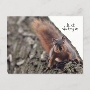 Gewoon in Briefkaart controleren