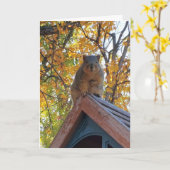 Gewoon je controleren | Cute Squirrel Foto Kaart (Gele Bloem)