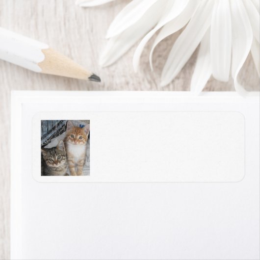 Gewoon Kittens Etiket (Insitu)