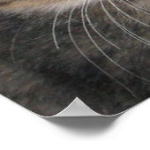 Gewoon Kittens Poster (Hoek)