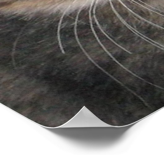 Gewoon Kittens Poster (Hoek)