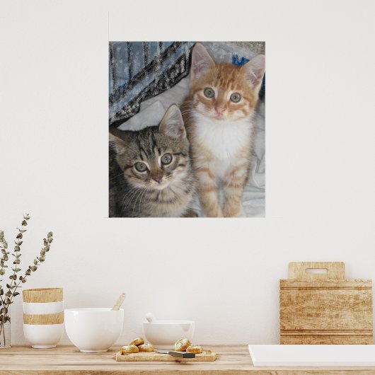 Gewoon Kittens Poster (Keuken)