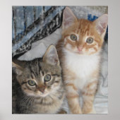 Gewoon Kittens Poster (Voorkant)