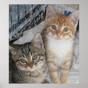 Gewoon Kittens Poster