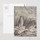 Gewoon kwarail briefkaart (Voorkant / Achterkant)