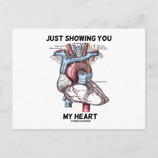 Gewoon mijn hart tonen (anatomisch hart) briefkaart (Voorkant)