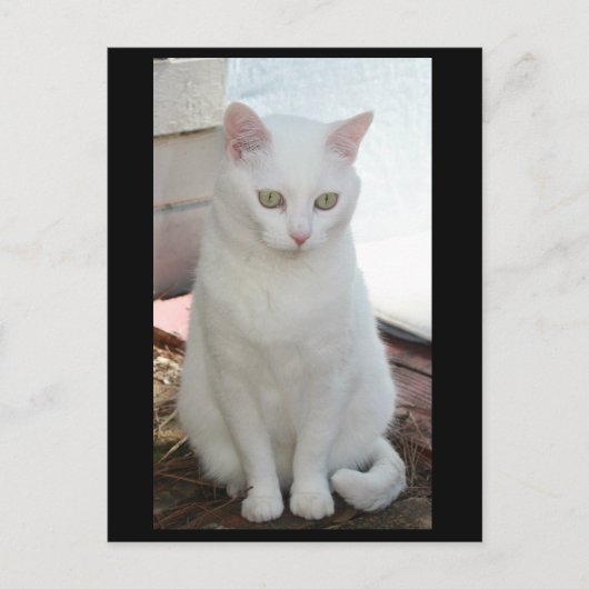 Gewoon Missy Briefkaart (Voorkant)