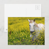Gewoon nieuwsgierig briefkaart (Voorkant / Achterkant)