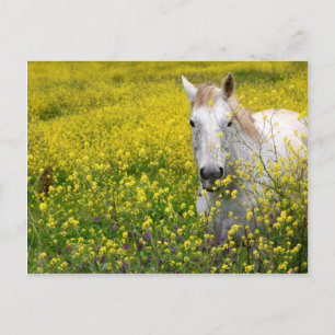 Gewoon nieuwsgierig briefkaart