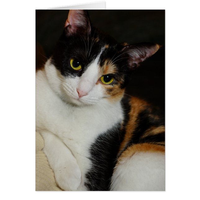 Gewoon om je heen (Voorkant)